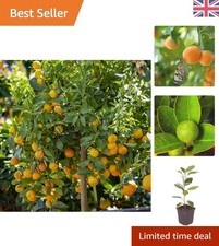 Citrus panama orange tree in - citrus, orange'