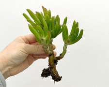 8cm Rooted Crassula Ovata