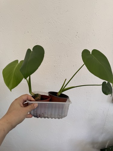 Monstera deliciosa swiss - monstera,