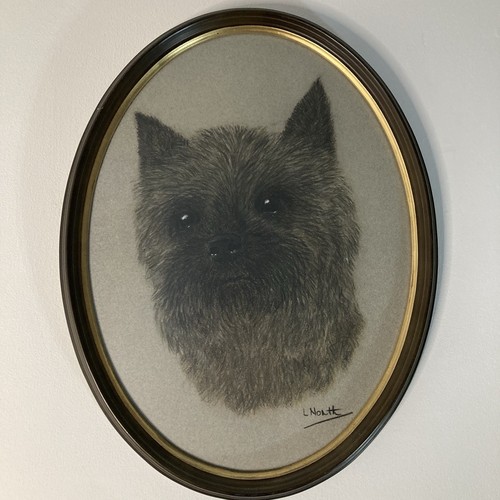 North cairn terrier dog - l.,