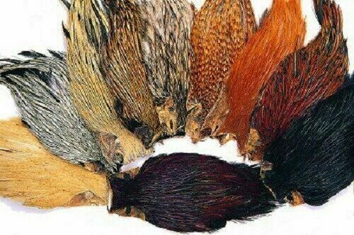 Gordon griffiths indian cock - gordon,
