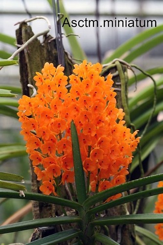 Rare ascocentrum miniatum - rare,