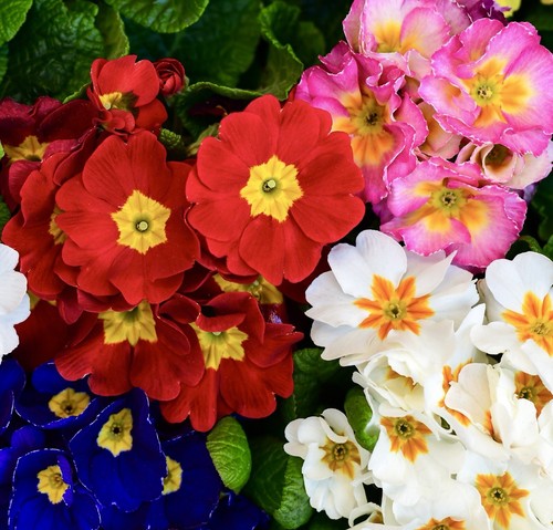 Giant polyanthus flowering mix - flowering,