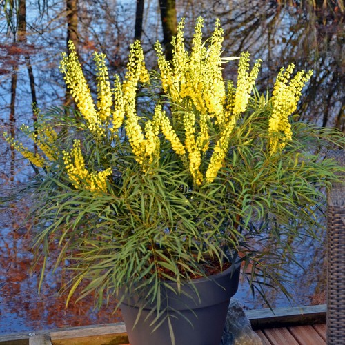 Mahonia eurybracteata soft - eurybracteata, 'soft