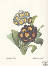 Primula Auricula FAKSIMILE