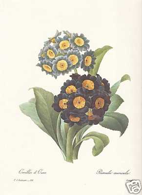 Primula auricula faksimile - primula,
