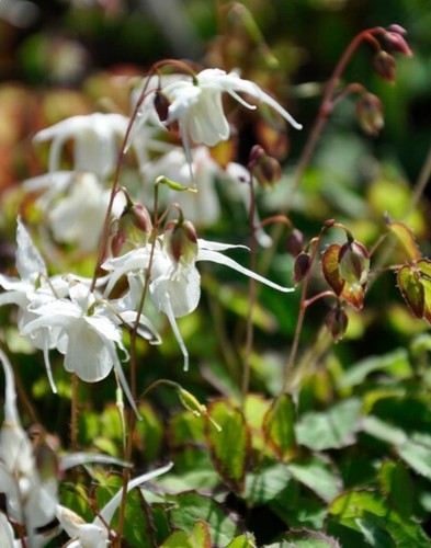 Epimedium grandiflorum