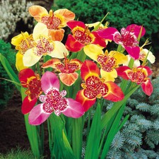 1-100 TIGRIDIA PAVONIA MIXED
