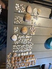 Joblot, Loose Seashell ,