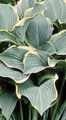 Hosta regal splendor large - ,