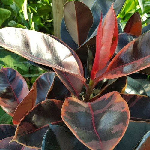 Ficus elastica rubber tree - -,