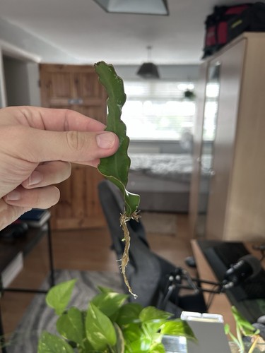 Epiphyllum guatemalense curly - epiphyllum,