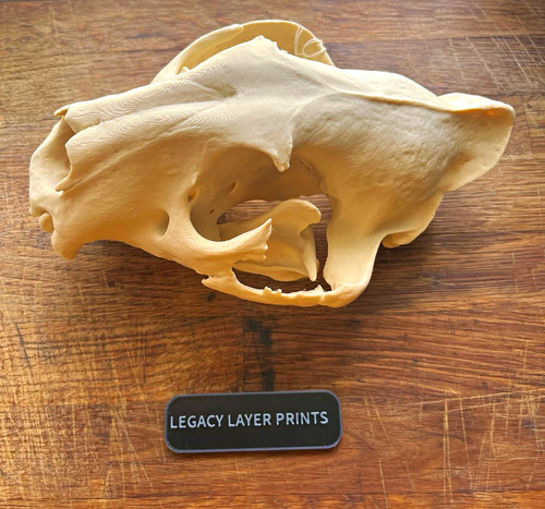 Tiger skull replica - , scaled