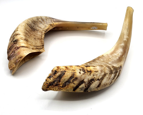 Pair ram horns - pair,