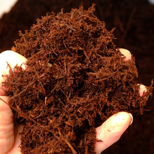 Tree fern fibre natural - fern,