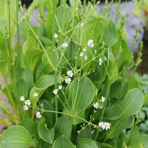 Alisma plantago aquaticum pond - plantago,