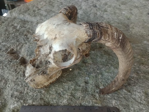Partial sheep skull - skull, with