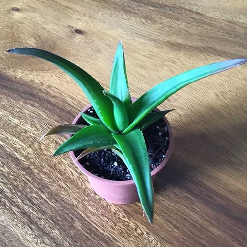Haworthia plant aloe - , vera