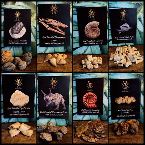 Paleo packs real - packs, fossil