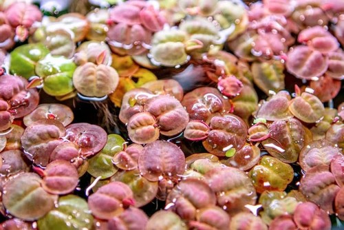 Phyllanthus fluitans red - phyllanthus,