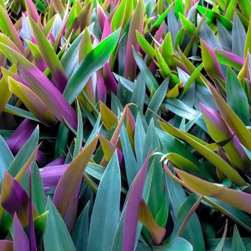 Tradescantia spath purple - spath.,