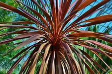 Purple Cabbage Palm -