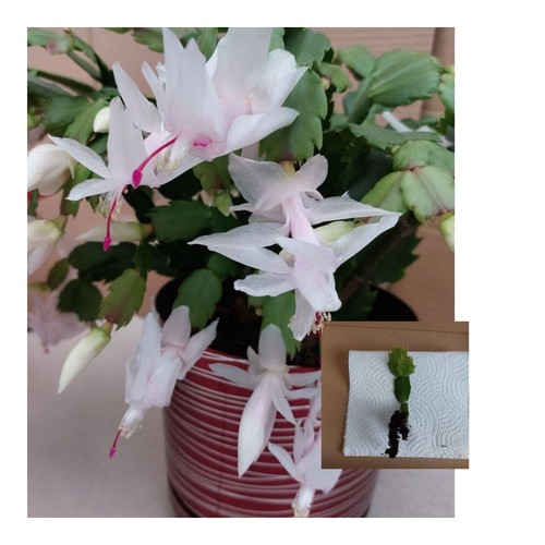 White christmas cactus - 1*,