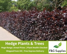Purple Copper Beech Garden hedge plants trees semi-evergreen hedging 7 sizes!