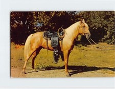 Postcard Prize Palomino