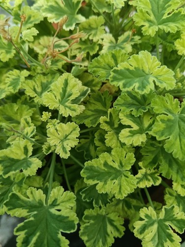 Pelargonium creamy - 3, x