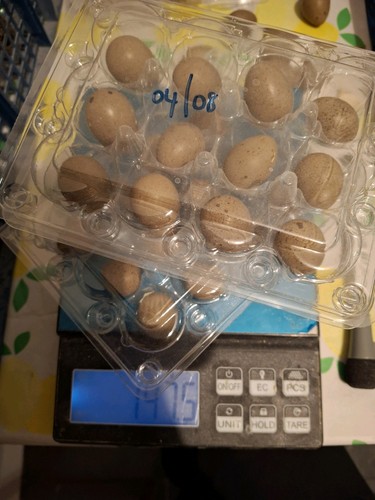 Cpq quail eggs raw - 12, food
