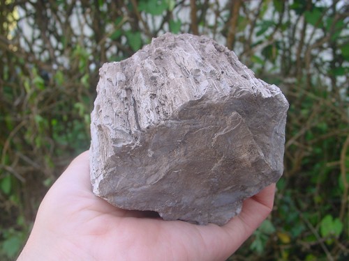 Jurassic petrified - jurassic,