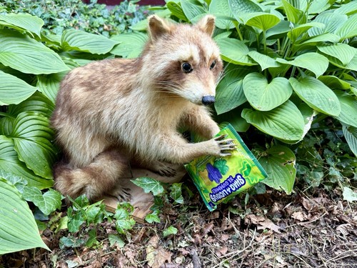 Antique vintage raccoon - antique/vintage, trophy