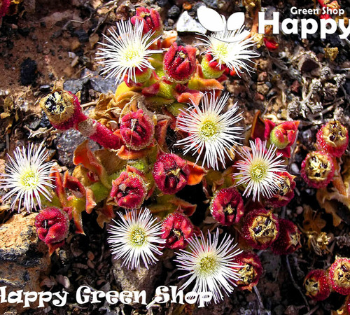 Crystalline ice plant - ice,