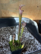 Sarracenia ‘ Leah’s Child