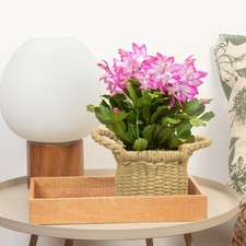 Christmas Cactus - Schlumbergera Pink House Plant | Christmas Plants and Flowers