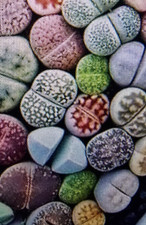 Lithops Mix - Live Stones - Seeds 30 Count