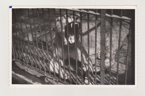Roar the young lion - roar,