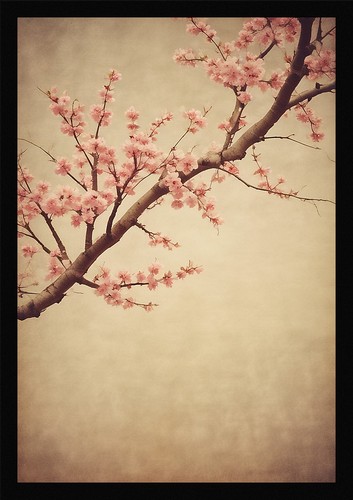Soft cherry blossom framed - blossom,