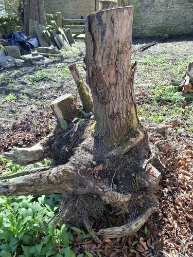 Reclaimed elm tree stump - 1.4, m
