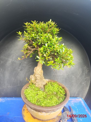 Azalia bonsai tree - bonsai,