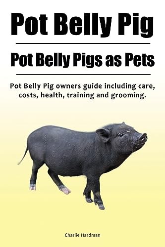Pot belly pig - pot,
