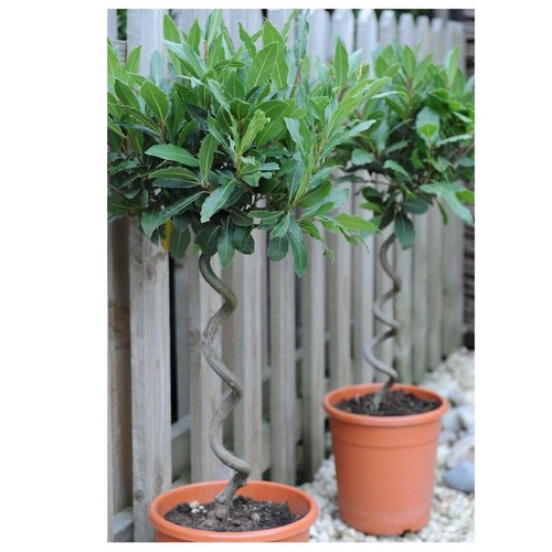 Spiral stem bay tree - spiral,