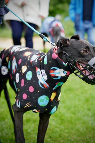 Greyhound space fleece - greyhound,