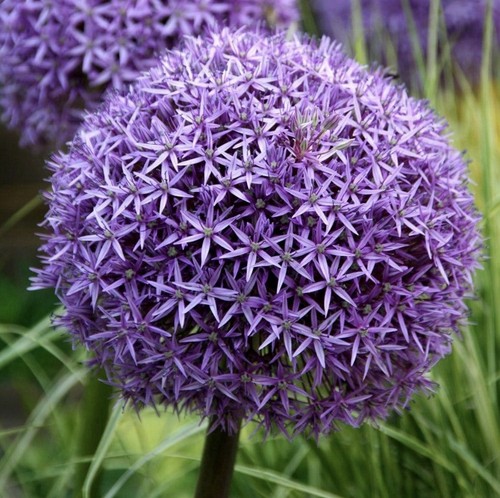 Allium globemaster bulbs - globemaster, 24cm+