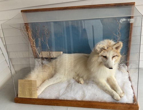 Vintage taxidermy arctic fox - vintage,