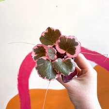 Saxifraga stolonifera