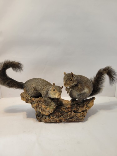 Taxidermy squirrel pair - taxidermy,
