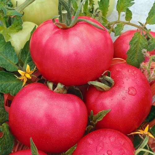 Tomato malinowy - 3x, ‘malinowy’