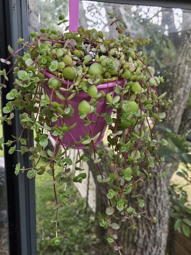 Crassula pellucida 6 inch - pellucida,